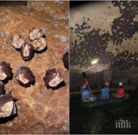 Приключи зимният мониторинг на прилепите в България (УНИКАЛНИ СНИМКИ)