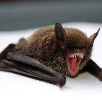 Депутат иска забрана за ястия с прилепи и змии в екзотичните ресторанти в Русия