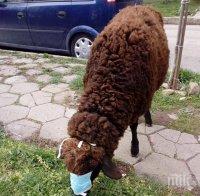 Няма нови огнища на шарка по дребните преживни животни