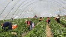 ХАОС: Сезонните работници стават пленници на COVID-19