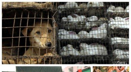 ужас без светът изправен нова зараза китайците отново изкараха прилепи заклани зайци животинска карантия пазарищата снимки