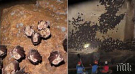 приключи зимният мониторинг прилепите българия уникални снимки