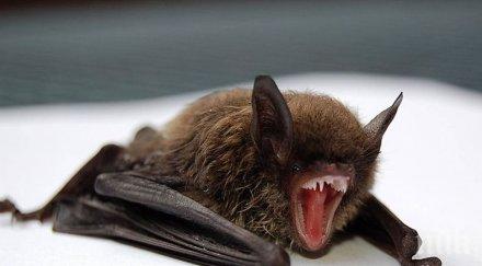 депутат иска забрана ястия прилепи змии екзотичните ресторанти русия