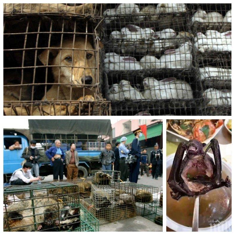 УЖАС БЕЗ КРАЙ! Светът е изправен пред нова зараза: Китайците отново изкараха прилепи, заклани зайци и животинска карантия на пазарищата (СНИМКИ 18+)