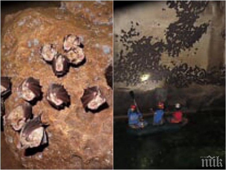 Приключи зимният мониторинг на прилепите в България (УНИКАЛНИ СНИМКИ)