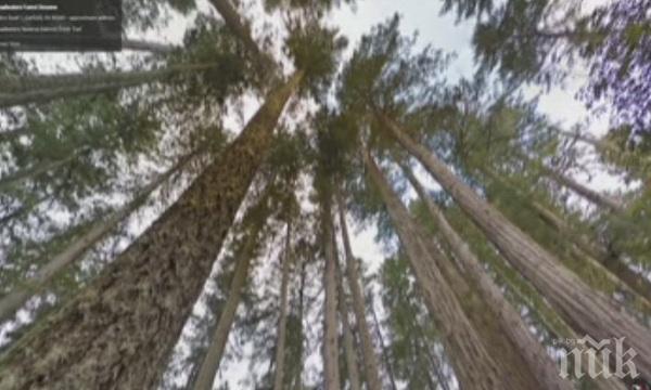 Откриха останки от дъждовна гора на 90 милиона години