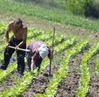 ОПАСНО: Румъния пуска берачи на аспержи да напуснат страната