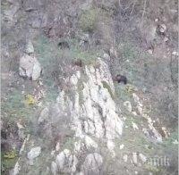 Мечка с три мечета слезе над Карлово Мечка с три мечета слезе над Карлово