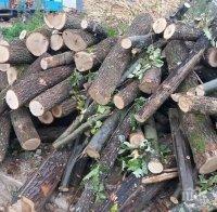 СИГНАЛ ДО ПИК! В Търговищко пропищяха от поголовна сеч - безработни цигани возят дървата с тирове, без да спазват мерките на щаба