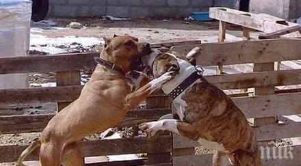 спасиха бойни питбула акция наркотици