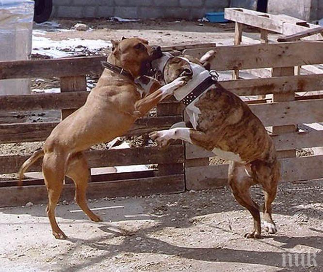 УЖАС: Десетки кучета тормозени до смърт! Разбиха ферма за бойни кучета на варненски дилър