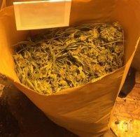 ПЪРВО В ПИК: Столични полицаи разбиха домашна оранжерия с марихуана (СНИМКИ)