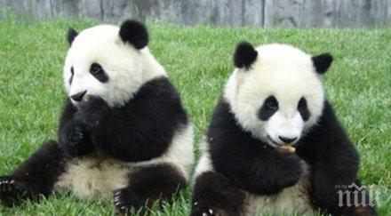 панди разгорещиха първи път зоопарк хонконг