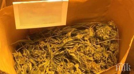 първо пик столични полицаи разбиха домашна оранжерия марихуана снимки