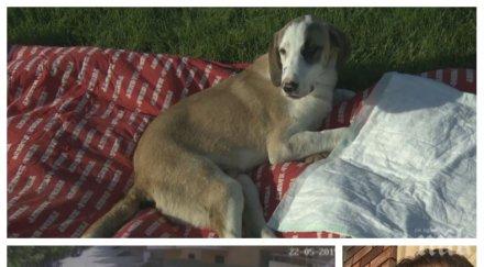 възмездие запалиха буса иван навяков сандански осакати цял живот кучето лиско