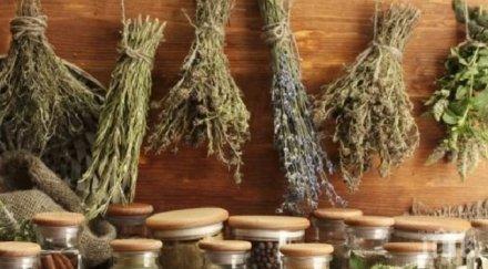 какви билки пият силен имунитет