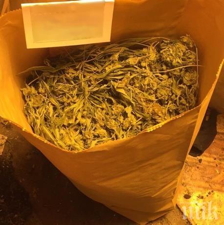 ПЪРВО В ПИК: Столични полицаи разбиха домашна оранжерия с марихуана (СНИМКИ)