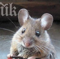 Австралиец научи мишки да карат скейтборд