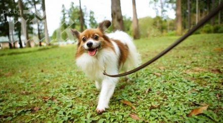 строят нов парк кучета благоевград