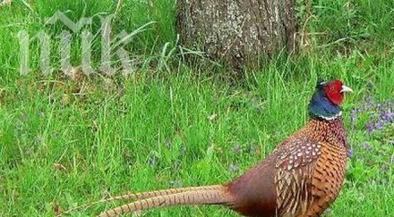 открива ловният сезон пернат дивеч