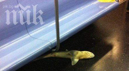 намериха мъртва акула нюйоркското метро