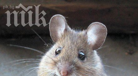 австралиец научи мишки карат скейтборд