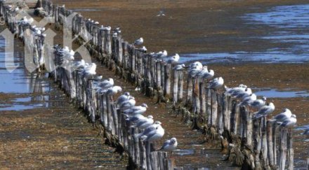чайки направиха шпалир поморийското езеро