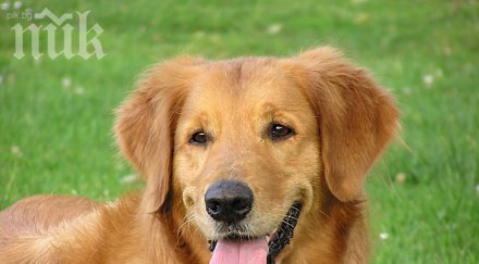 строят парк кучета благоевград