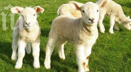 овчар самозадоволява пътя арестуват