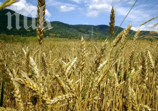 Реколтата от пшеница - най-добрата от 8 години насам