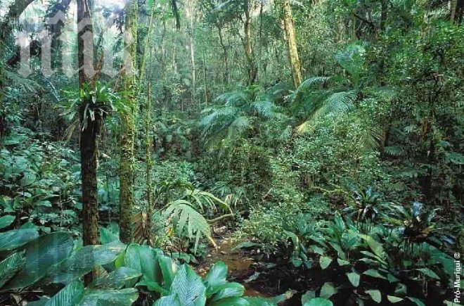 Спасиха баща и син, прекарали 40-години в джунглата във Виетнам