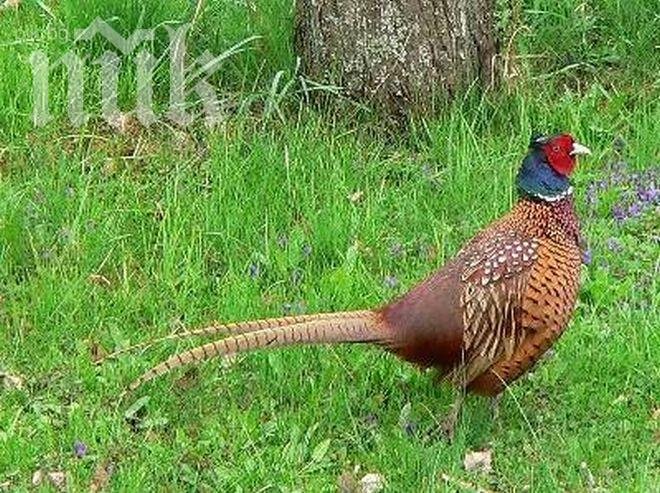 Открива се ловният сезон за пернат дивеч