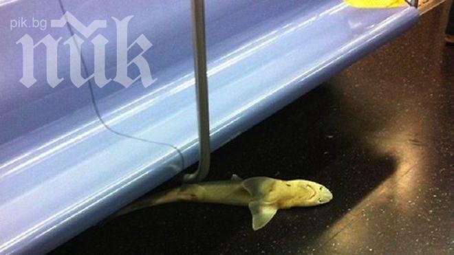 Намериха мъртва акула в нюйоркското метро

