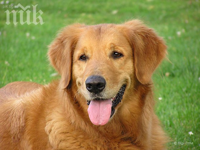 Строят парк за кучета в Благоевград