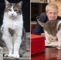 СВОЕНРАВЕН: Котаракът на Борис Джонсън отказа да се самоизолира