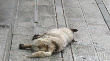 психопат стреля бездомни кучета девня снимки