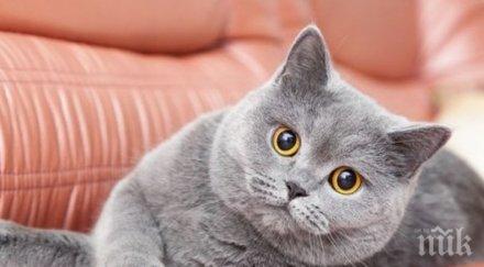 котките подходящи тестове ваксина коронавируса