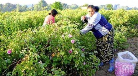 розопроизводители карловско фалит