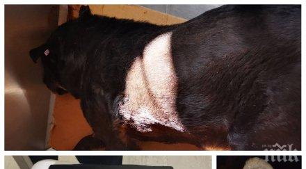 невиждана жестокост простреляха упор куче горубляне сачмите отнесоха половината челюст снимка