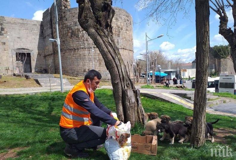 Общински служители се грижат за бездомни животинки в Турция
