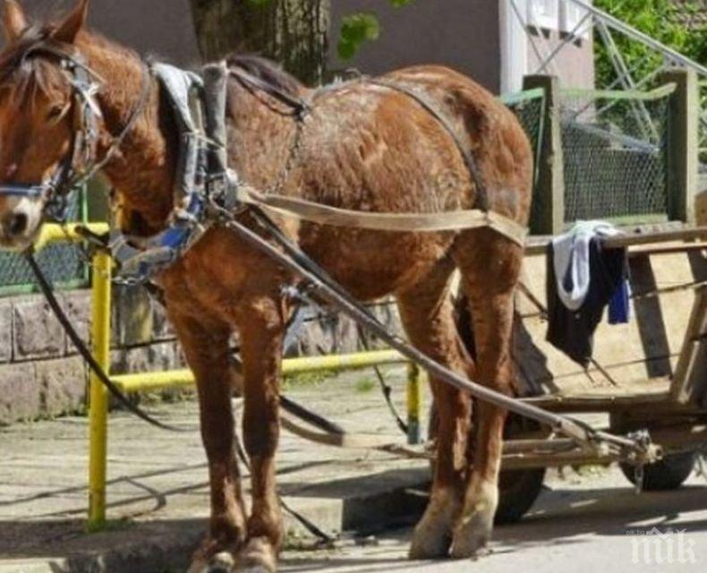 Мъж загина след инцидент с каруца в Лом