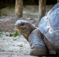 Глобиха жена с 400 евро, разхождала костенурката си в Рим