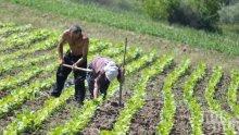 180 румънски берачи излитат за Лондон