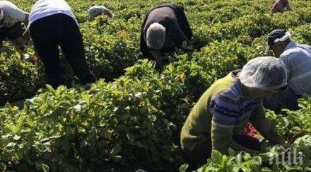 британски медии румънски сезонни работници пристигат острова