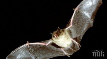 учени убивайте прилепите полезни пчелите