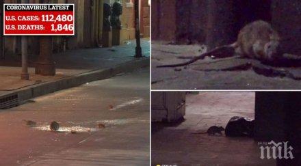 нашествие плъхове канибали плъзнаха обезлюдения йорк кофите боклук празни гризачите самоизяждат