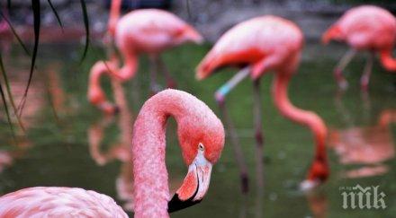 фламингото обича мрази силно