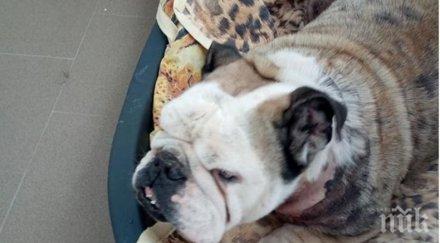 безотговорни стопани изоставиха годишен булдог приюта слатина