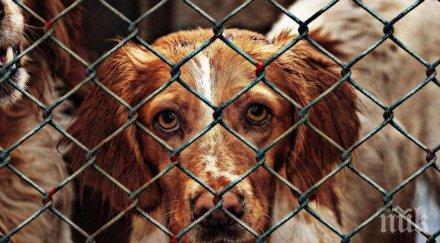 втори китайски град забрани яденето котки кучета