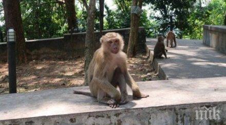 маймунки устроиха водно парти празен хотел видео